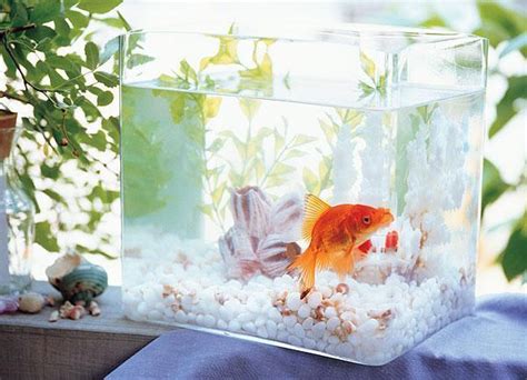 房間養魚 破財|魚缸能招財…但千萬別放這些地方！觸犯「5禁忌」反損財 